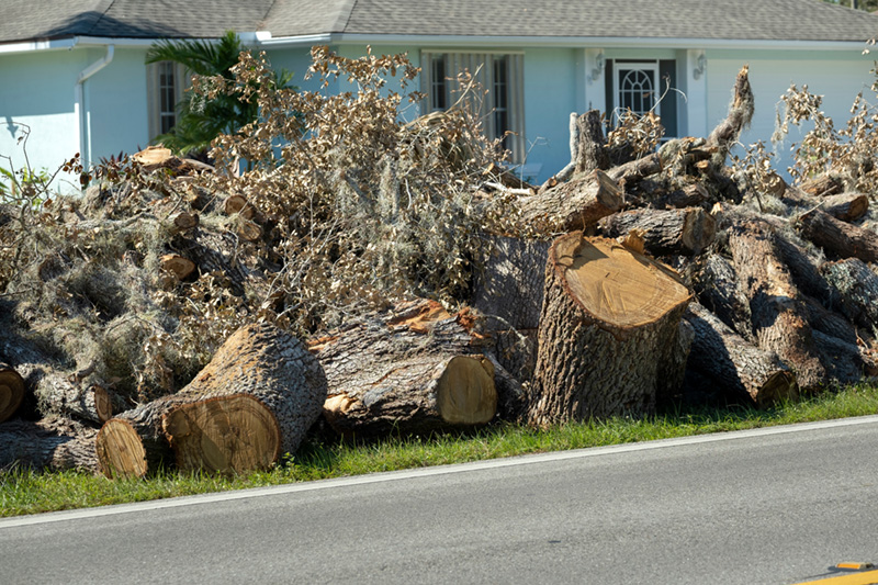 Pile Of Tree Debris