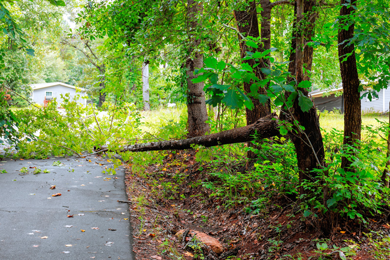 Tree Downed By Storm