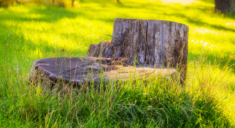 Tree Stump In Grass